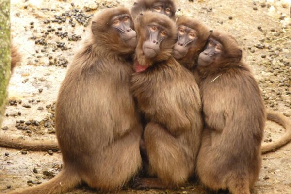 five monkey huddled together outdoor during daytime