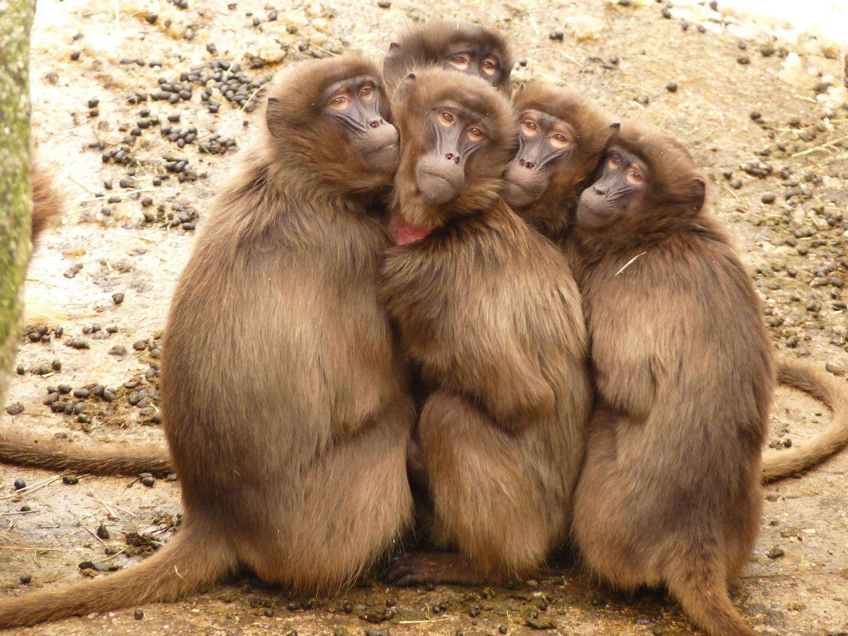 five monkey huddled together outdoor during daytime