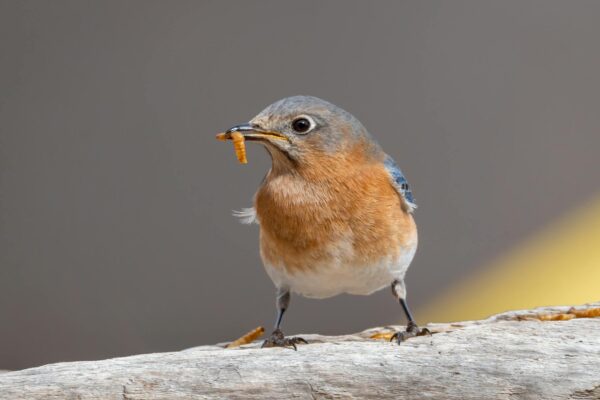 eastern bluebird biting a worm