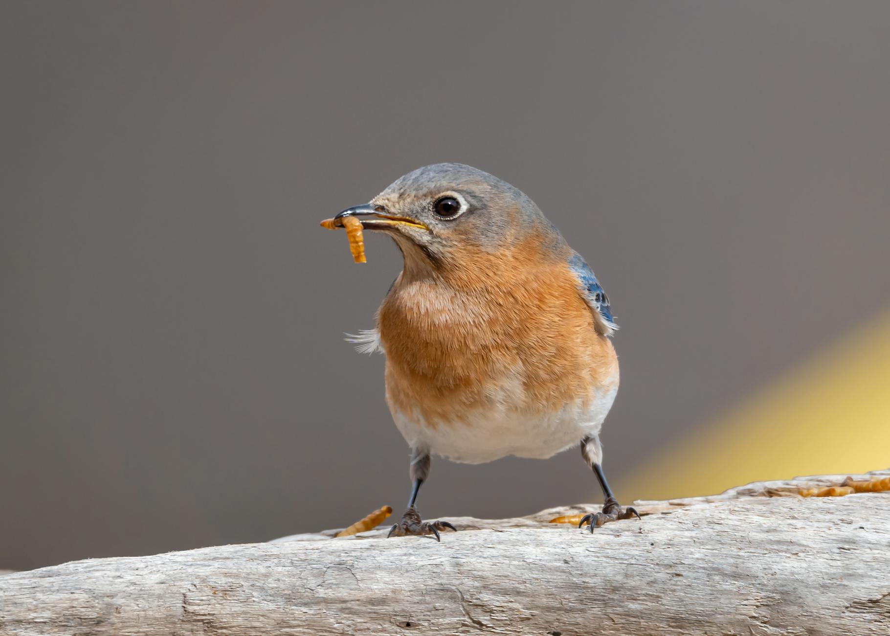 eastern bluebird biting a worm